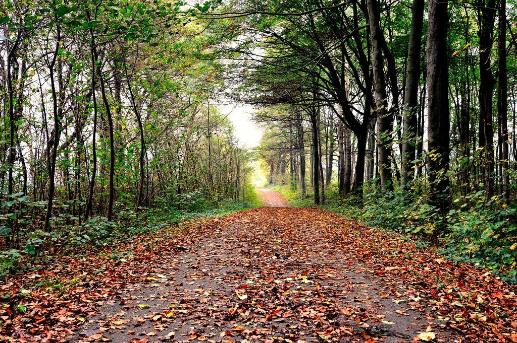 Schlossgut Gross Schwansee Ngoại thất bức ảnh A forest in the autumn